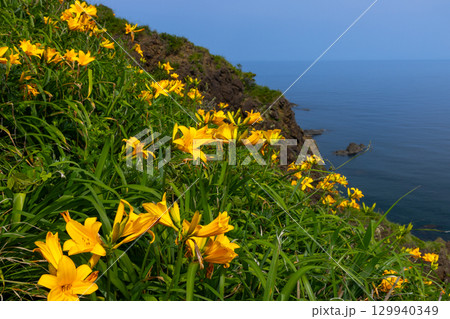 新潟県佐渡市願　佐渡島外海府海岸の大野亀周辺のトビシマカンゾウ群生と日本海 129940349