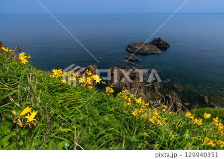 新潟県佐渡市願　佐渡島外海府海岸の大野亀周辺のトビシマカンゾウ群生と日本海 129940351