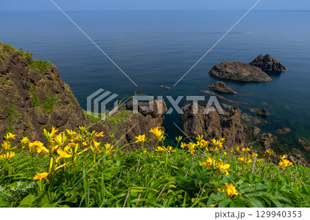 新潟県佐渡市願　佐渡島外海府海岸の大野亀周辺のトビシマカンゾウ群生と日本海 129940353
