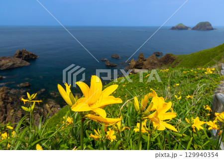 新潟県佐渡市願　佐渡島外海府海岸の大野亀周辺のトビシマカンゾウ群生と日本海 129940354