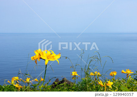 新潟県佐渡市願　佐渡島外海府海岸の大野亀周辺のトビシマカンゾウ群生と日本海 129940357