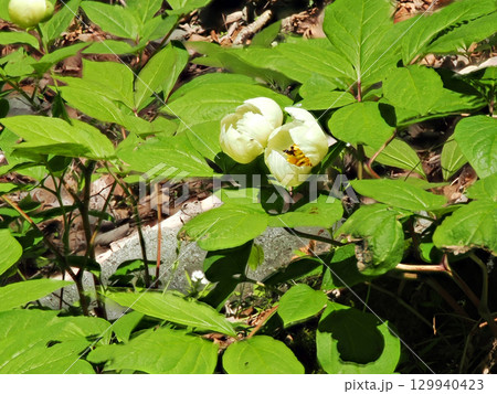 ヤマシャクヤクのある風景 ヤマシャクヤクのある風景 129940423