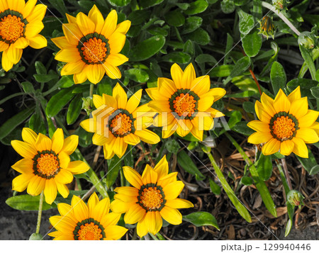黄色いガザニアの花 黄色いガザニアの花 129940446