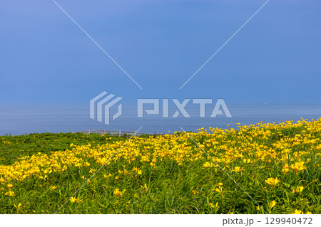 新潟県佐渡市願 佐渡島外海府海岸の日本海を望む大野亀周辺のトビシマカンゾウ群生 新潟県佐渡市願 佐渡島外海府海岸の日本海を望む大野亀周辺のトビシマカンゾウ群生 129940472