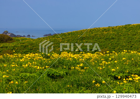 新潟県佐渡市願　佐渡島外海府海岸の日本海を望む大野亀周辺のトビシマカンゾウ群生 129940473