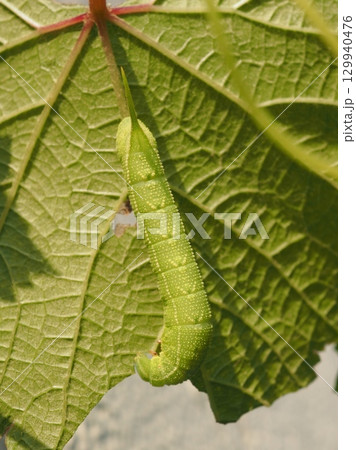 ブドウの葉を食べる大きなイモムシ（20250818165643） 129940476