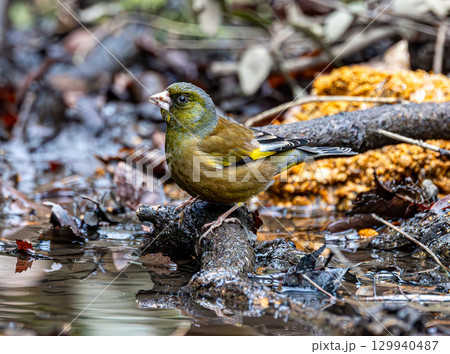 水場に来たカワラヒワ 129940487