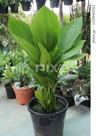 Echinodorus cordifolius flower plant on farm 129940503