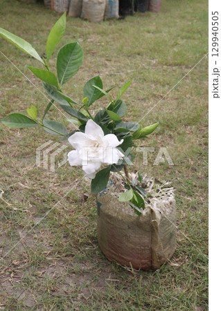Gardenia jasminoides flower plant on farm Gardenia jasminoides flower plant on farm 129940505