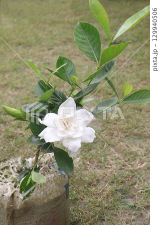 Gardenia jasminoides flower plant on farm Gardenia jasminoides flower plant on farm 129940506