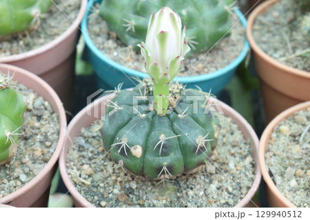 Gymnocalycium saglionis cactus on pot Gymnocalycium saglionis cactus on pot 129940512