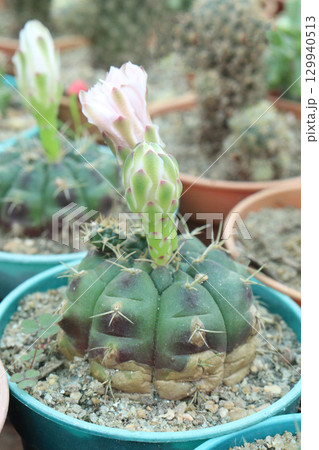 Gymnocalycium saglionis cactus on pot Gymnocalycium saglionis cactus on pot 129940513