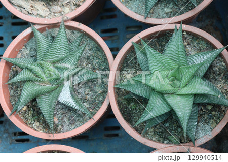 Haworthiopsis limifolia plant on pot 129940514