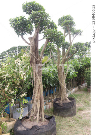 Ficus microcarpa tree plant on farm Ficus microcarpa tree plant on farm 129940518