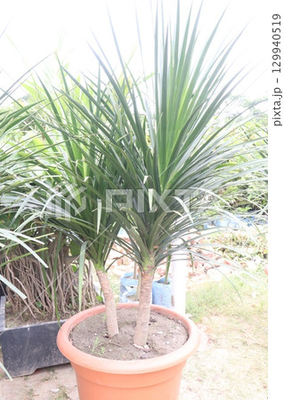 Dracaena draco leaf ornamental plant Dracaena draco leaf ornamental plant 129940519