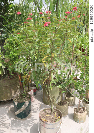 Jatropha Pandurifolia flower plant on nursery Jatropha Pandurifolia flower plant on nursery 129940520
