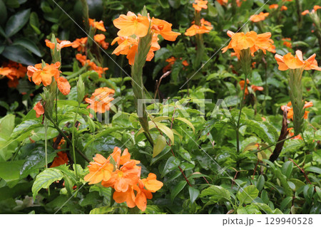 Crossandra infundibuliformis flower plant on farm 129940528
