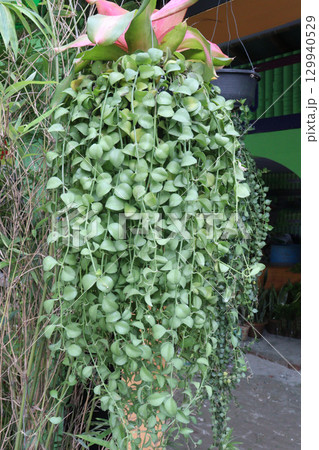 Dischidia tree plant on farm 129940529