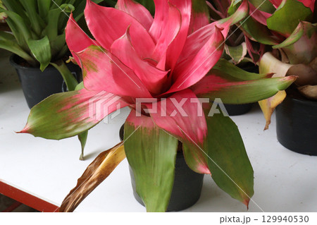 Neoregelia johannis leaf plant on nursery 129940530
