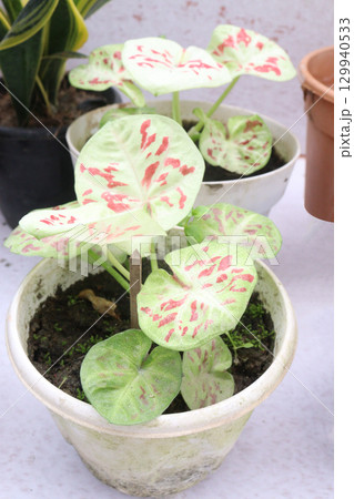 Caladium Tricolor leaf plant on farm 129940533