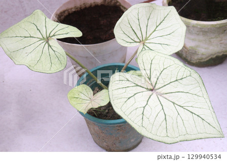 Caladium Tricolor leaf plant on farm Caladium Tricolor leaf plant on farm 129940534