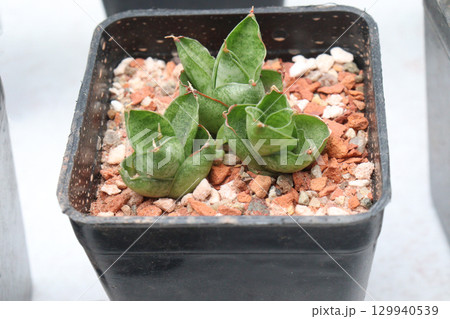 Sansevieria Mini leaf plant on pot 129940539
