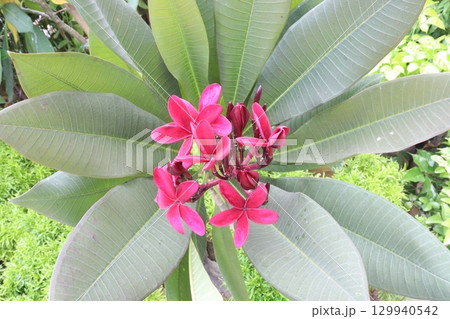 frangipani flower plant on farm frangipani flower plant on farm 129940542