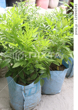 Tecomaria capensis flower plant on nursery 129940545