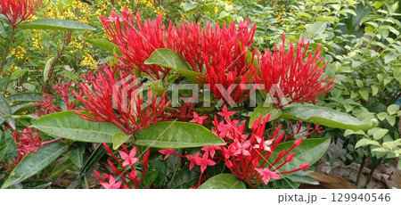 Chinese ixora flower plant on farm 129940546