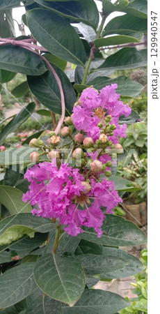 crape myrtle flower plant on farm 129940547