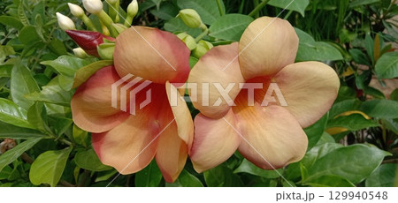 Allamanda blanchetii flower plant on nursery 129940548
