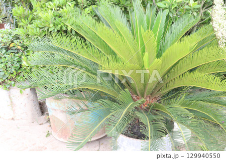 Sago palm tree plant on farm Sago palm tree plant on farm 129940550