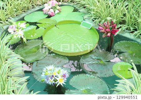 Victoria amazonica water leaf plant on farm Victoria amazonica water leaf plant on farm 129940551