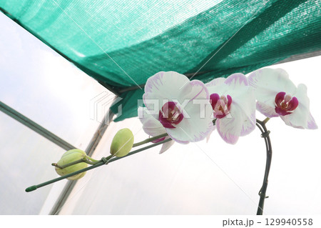 Moth Orchid on tree in farm 129940558