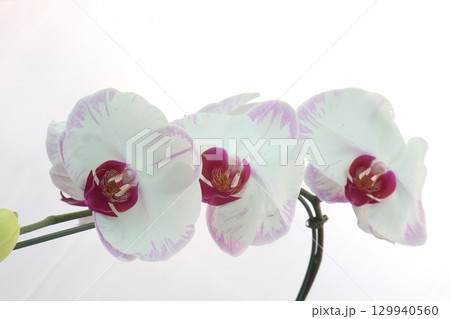 Moth Orchid on tree in farm Moth Orchid on tree in farm 129940560