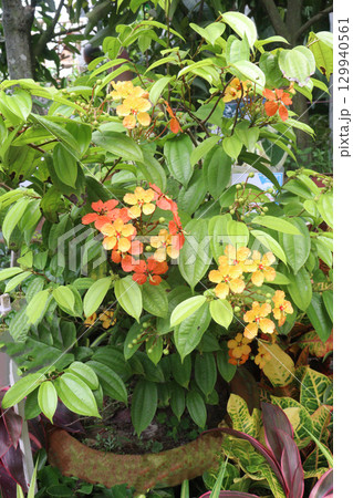 Bauhinia kockiana flower plant on nursery 129940561