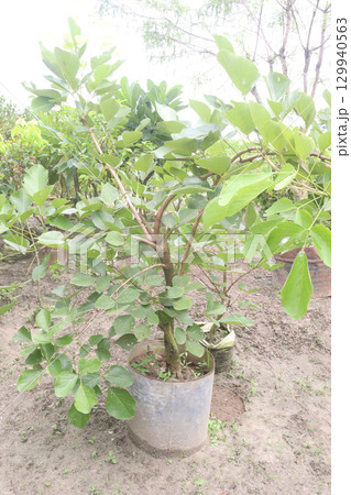 Butea monosperma flower plant on nursery Butea monosperma flower plant on nursery 129940563
