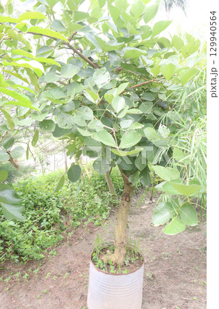 Butea monosperma flower plant on nursery Butea monosperma flower plant on nursery 129940564