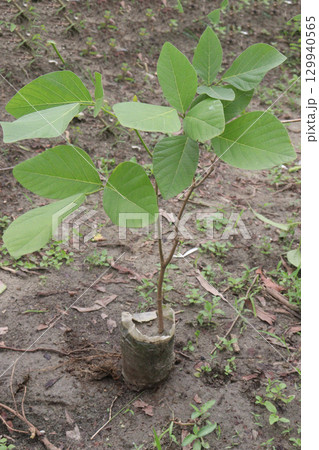 Butea monosperma flower plant on nursery Butea monosperma flower plant on nursery 129940565