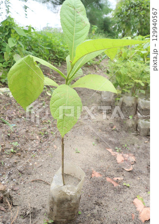 Tectona grandis plant on farm for sell 129940567