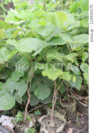 Butea monosperma flower plant on nursery 129940570