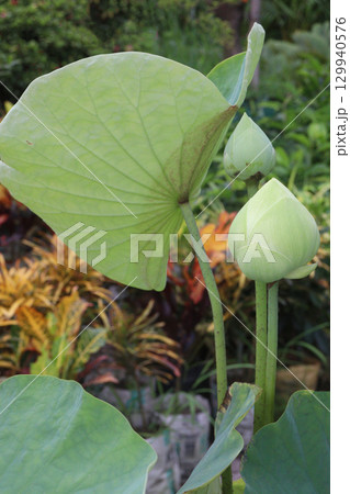 Nelumbo nucifera also called yellow lotus flower on pot 129940576