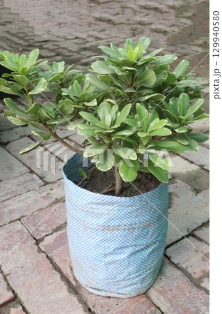 Pittospourm Tobera Varigated tree farm 129940580