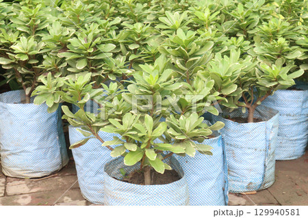 Pittospourm Tobera Varigated tree farm 129940581