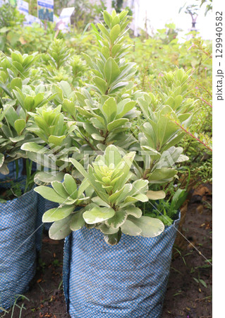 Pittospourm Tobera Varigated tree farm Pittospourm Tobera Varigated tree farm 129940582