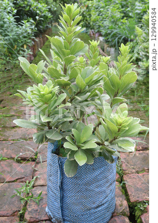 Pittospourm Tobera Varigated tree farm 129940584