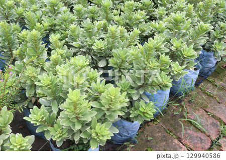Pittospourm Tobera Varigated tree farm Pittospourm Tobera Varigated tree farm 129940586