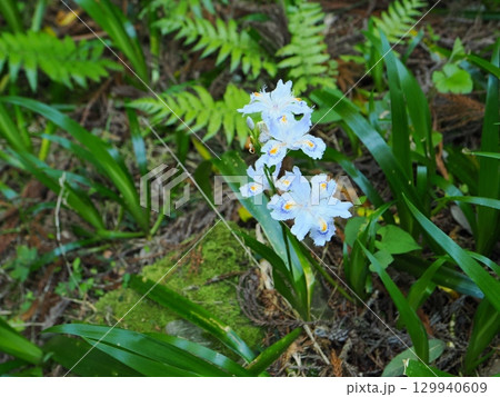 シャガの花のある風景 129940609