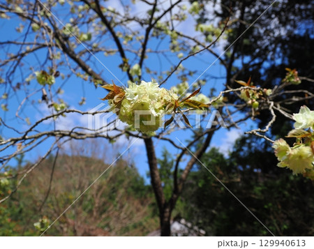 御衣黄のある風景 御衣黄のある風景 129940613
