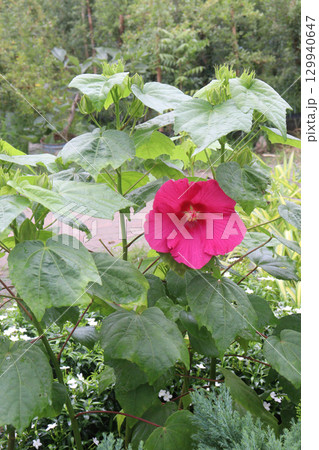 hibiscus tiliaceus flower plant on farm hibiscus tiliaceus flower plant on farm 129940647